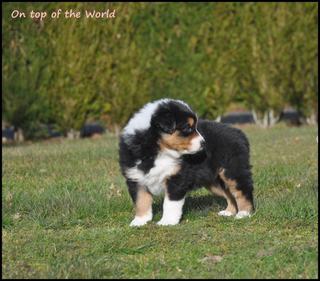 Queenores On top of the world