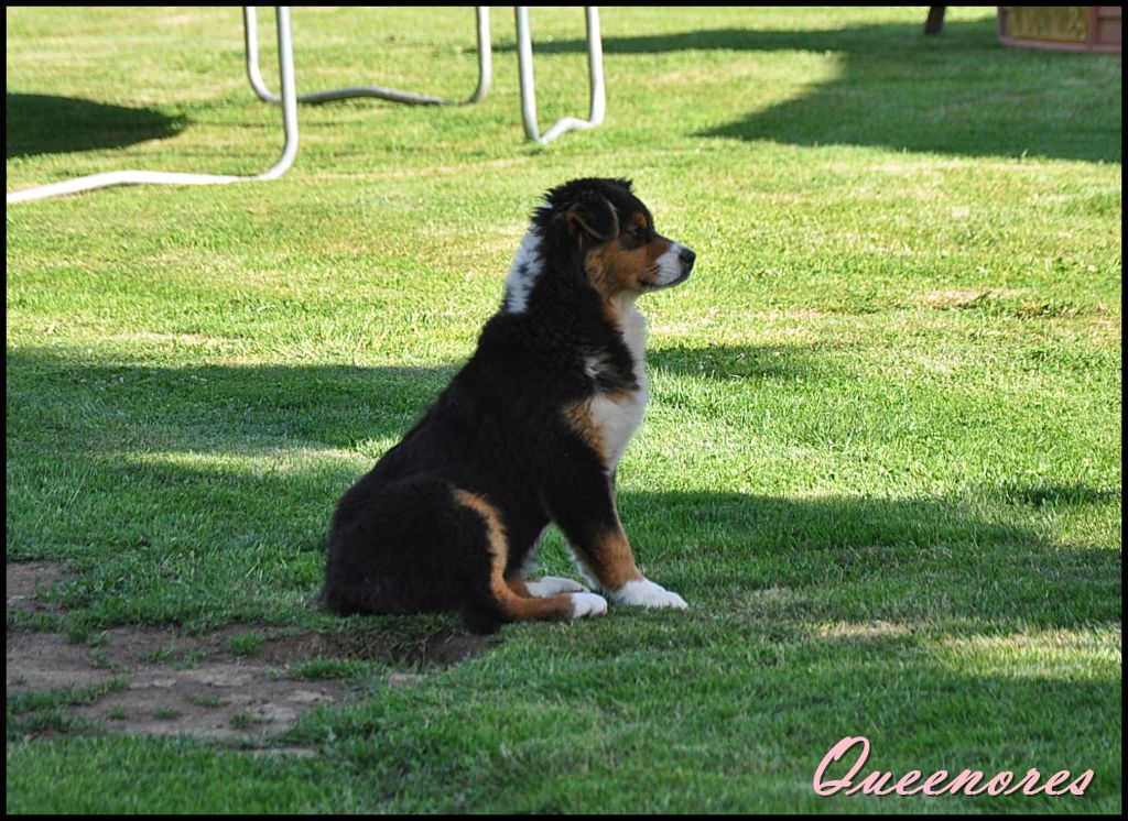 Queenores On top of the world